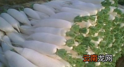 哪些人不能吃白萝卜