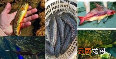 一 食用鱼养哪些种类比较好