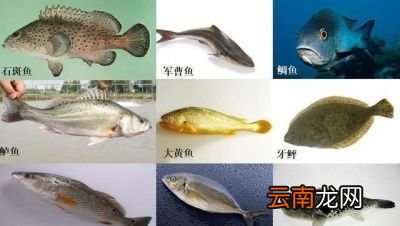 一 食用鱼养哪些种类比较好