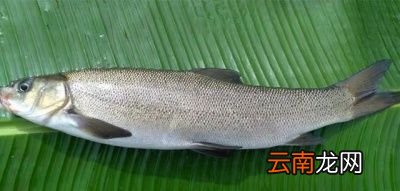 一 食用鱼养哪些种类比较好