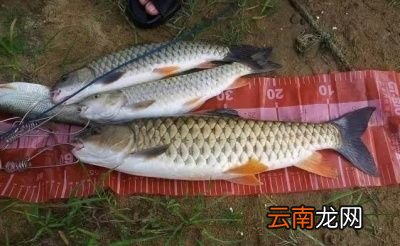 一 食用鱼养哪些种类比较好