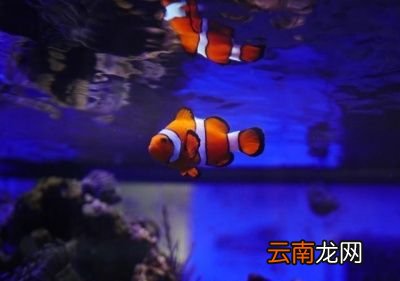 一 食用鱼养哪些种类比较好
