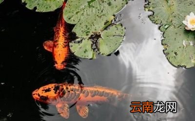 一 食用鱼养哪些种类比较好