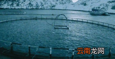 一 食用鱼养哪些种类比较好