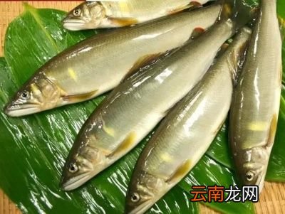 一 食用鱼养哪些种类比较好