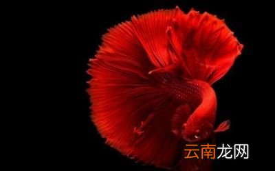 一 食用鱼养哪些种类比较好