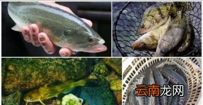 一 食用鱼养哪些种类比较好