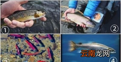 一 食用鱼养哪些种类比较好