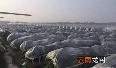 砂糖橘留树保鲜能延迟多久采
