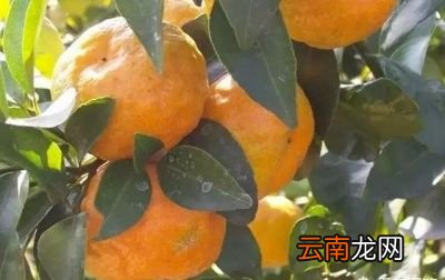 砂糖橘留树保鲜能延迟多久采