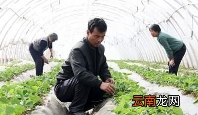 大棚草莓如何种植管理
