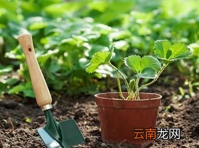 大棚草莓如何种植管理