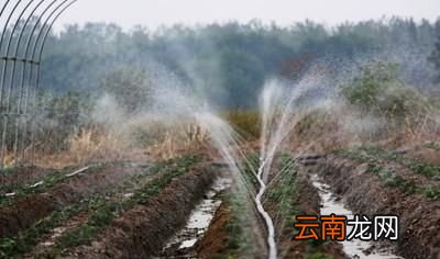 大棚草莓如何种植管理