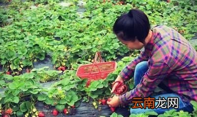 大棚草莓如何种植管理