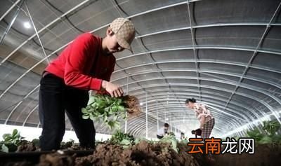 大棚草莓如何种植管理
