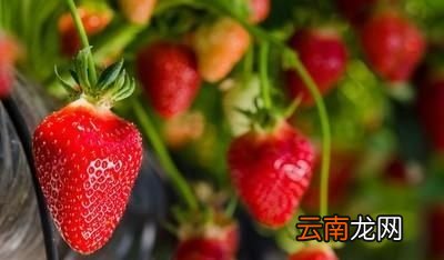 大棚草莓如何种植管理