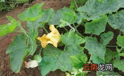 女人常吃南瓜藤坚持一个月对身体有哪些好处