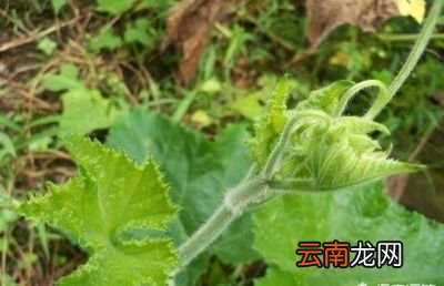 女人常吃南瓜藤坚持一个月对身体有哪些好处