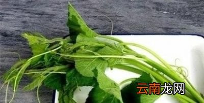 从中医角度来看南瓜藤的好处