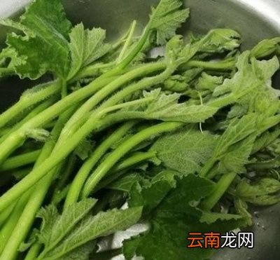 从中医角度来看南瓜藤的好处
