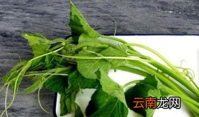 常吃南瓜藤对于身体有何好处