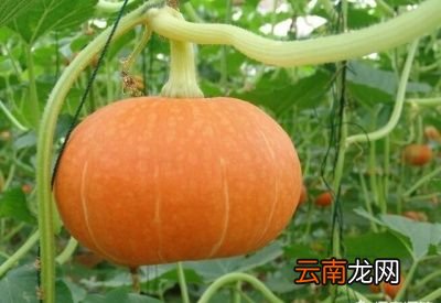 常吃南瓜藤对于身体有何好处