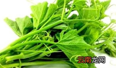 此外南瓜藤经常吃的话有什么好处呢