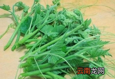 此外南瓜藤经常吃的话有什么好处呢