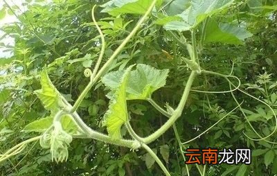 女性常吃南瓜藤身体会有什么变化