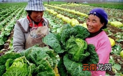 农村俗语＂惊蛰闻雷米似泥＂是什么意思呢