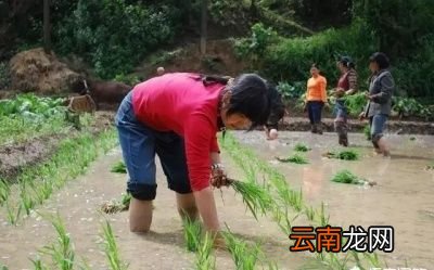 农村俗语＂惊蛰闻雷米似泥＂是什么意思呢
