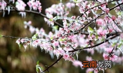 惊蛰刮风再冷多少天