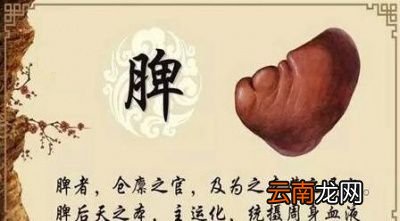 脾胃虚寒湿气重又容易上火该怎样调理
