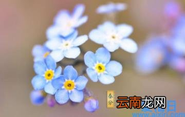 春分是九九最后一天吗 春分出九了么2023