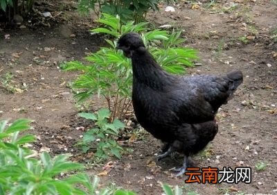 鸡鸭鹅哪种营养价值最高
