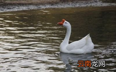 鸡鸭鹅哪种营养价值最高