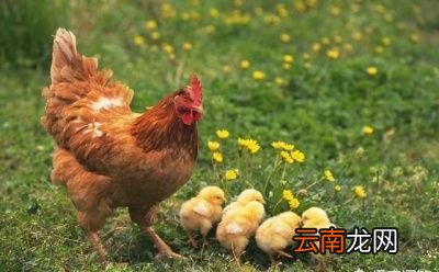 鸡鸭鹅哪种营养价值最高