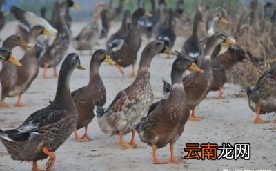 鸡鸭鹅哪种营养价值最高