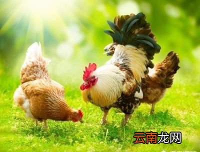 鸡鸭鹅哪种营养价值最高