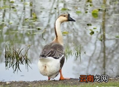 鸡鸭鹅哪种营养价值最高