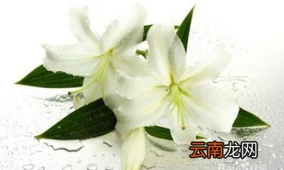 吃海鲜不宜喝什么酒