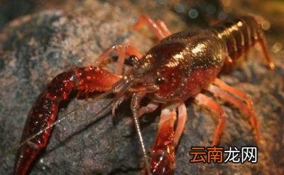 吃海鲜不宜喝什么酒