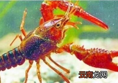 为什么小龙虾不能搭配啤酒