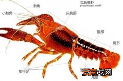 为什么小龙虾不能搭配啤酒