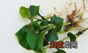 鱼腥草的叶子怎么做才好吃
