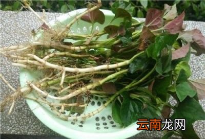 问题鱼腥草的叶子怎么做才好吃