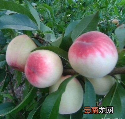 第品种原因早熟的桃子落果少