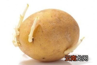 土豆发芽后还能吃吗