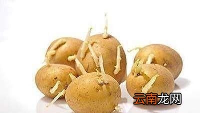 发了芽的土豆还能不能吃