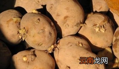 发了芽的土豆还能不能吃